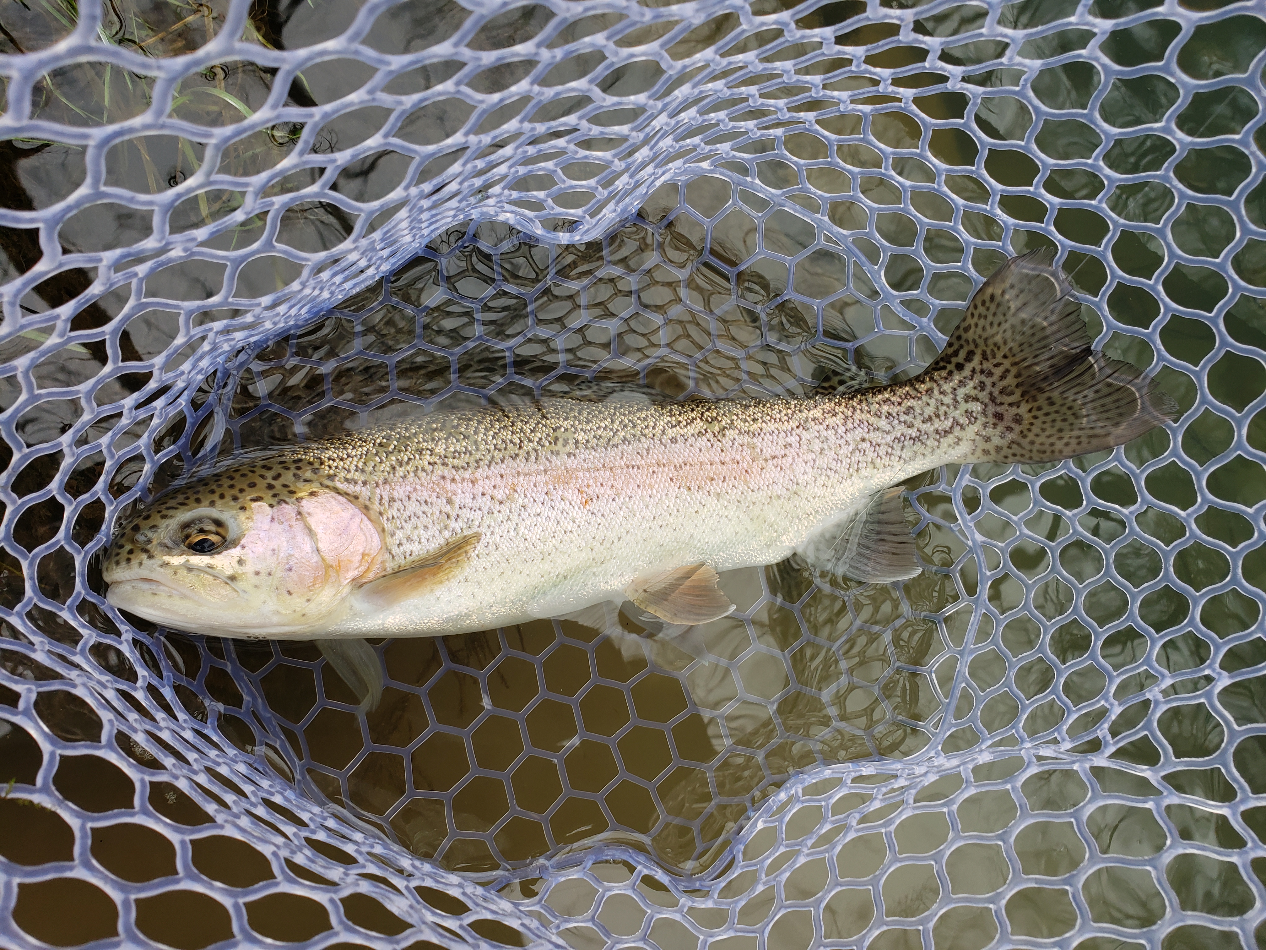 Fish Always Trips: The Cows Were Right! – Flyfishers at the Crossing