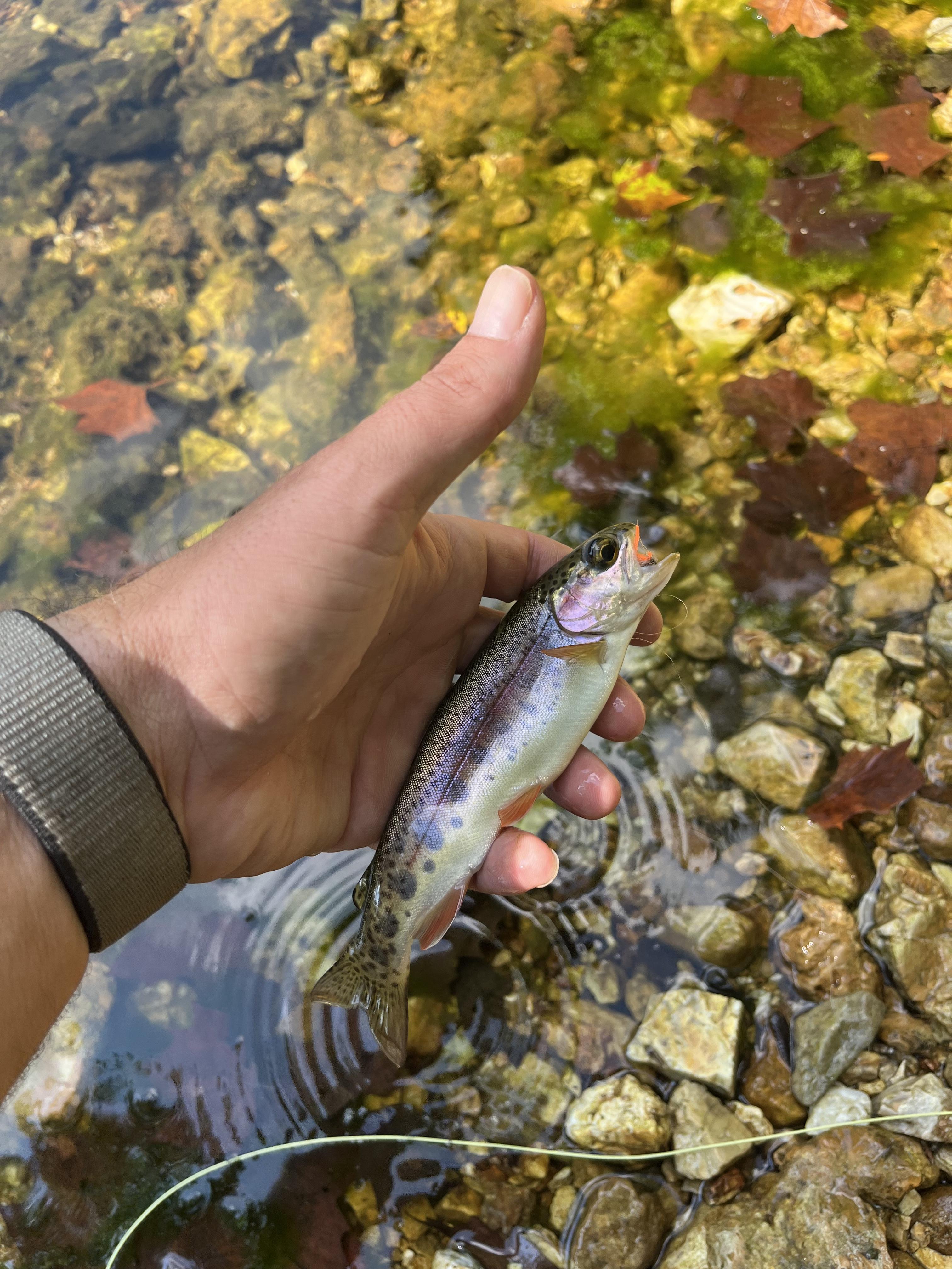 Blue Spring Creek ‘Bow