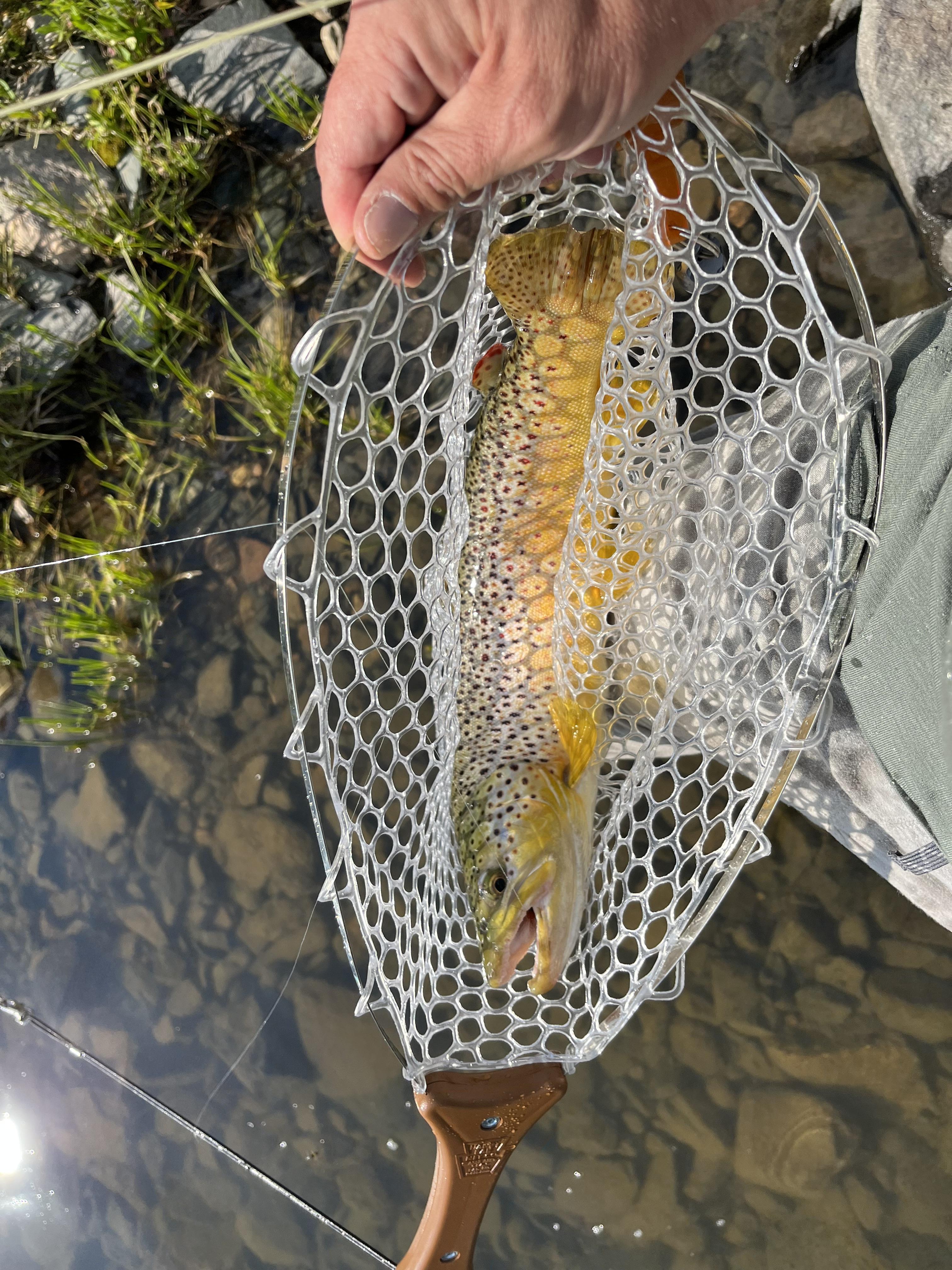 Brown flexing pad net