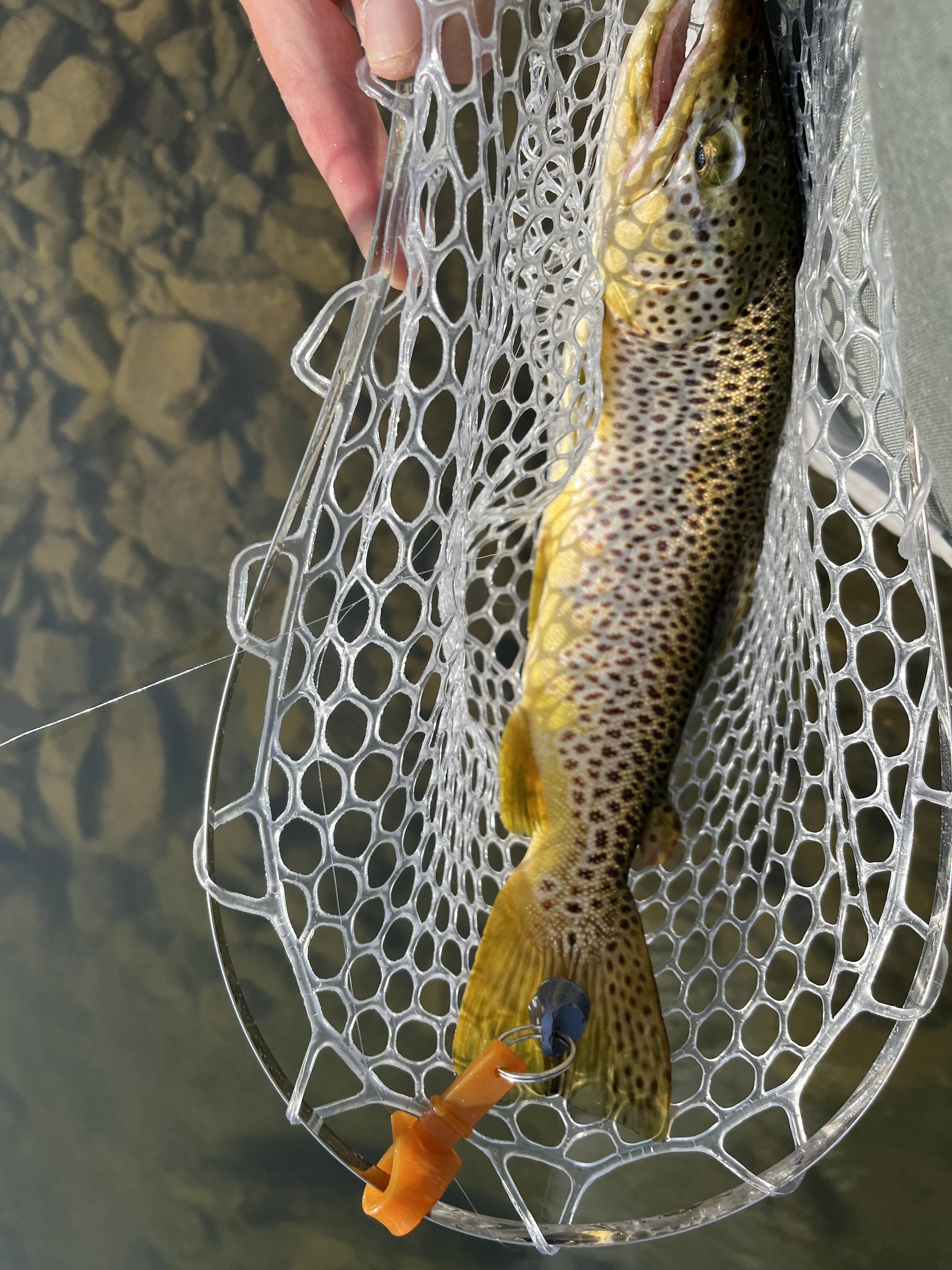 Brown 2 flexing net