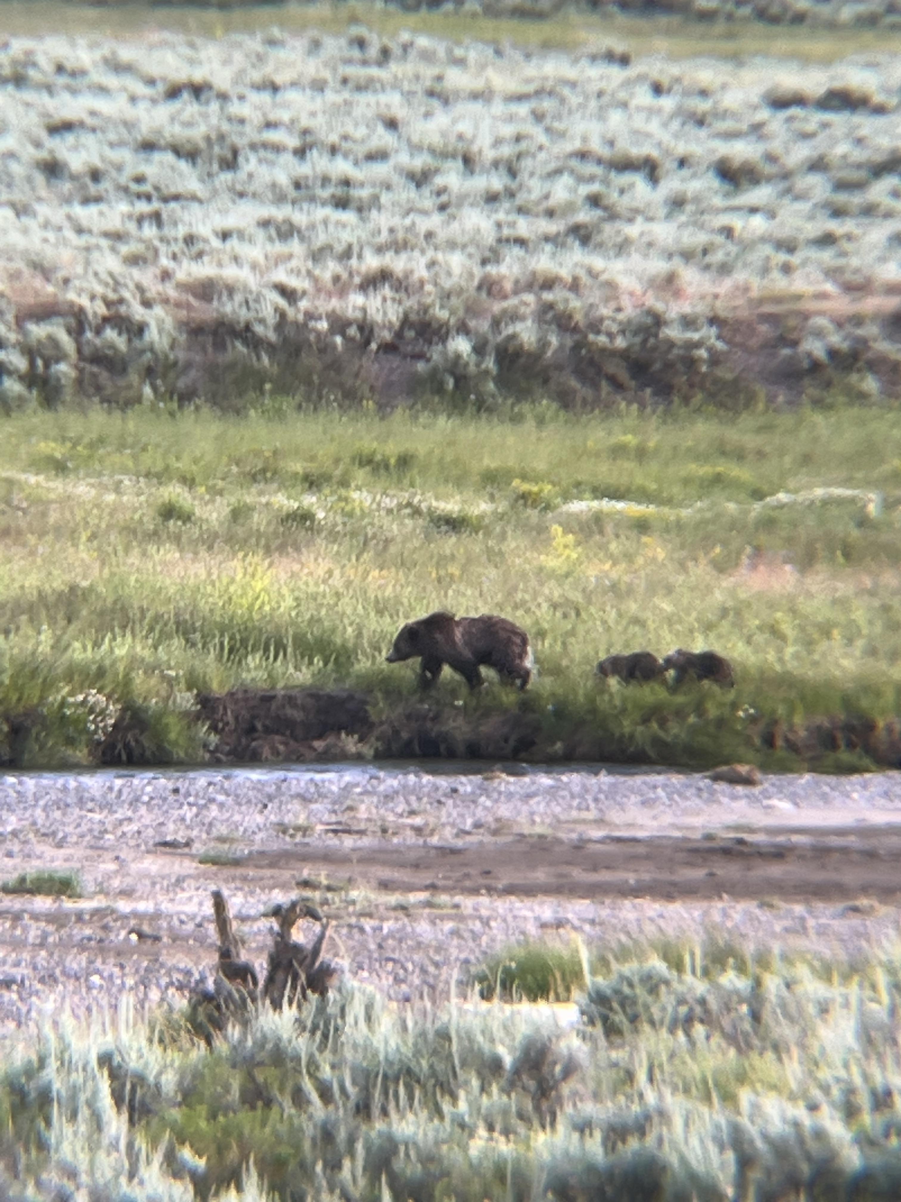 Mama grizz and two cubs on Lamar River